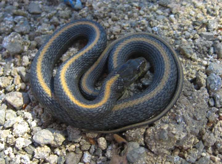 Santa Cruz Garter Snake
